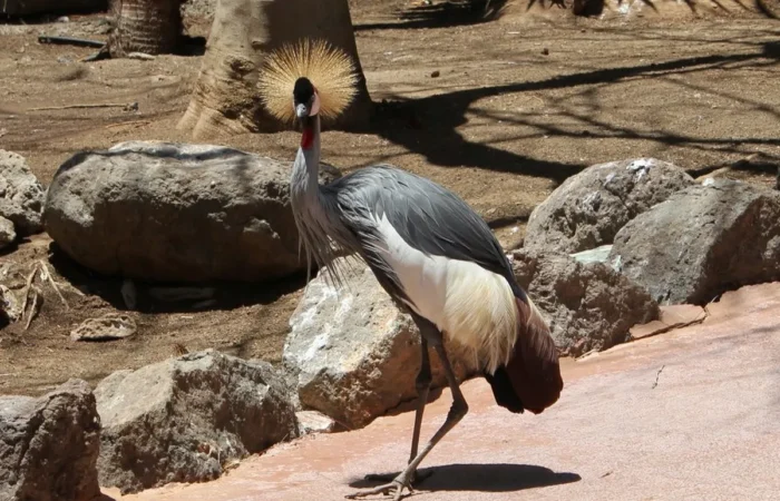 Linnud, loomad ja roomajad Jungle pargis Tenerifel