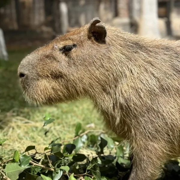 Linnud, loomad ja roomajad Jungle pargis Tenerifel