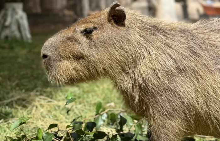 Linnud, loomad ja roomajad Jungle pargis Tenerifel