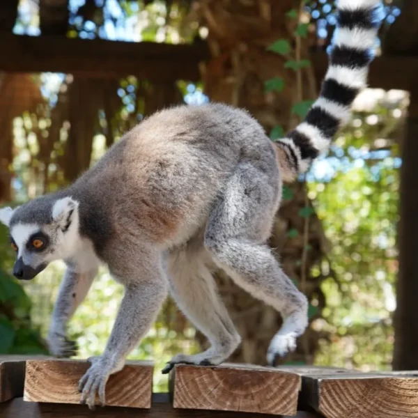 Linnud, loomad ja roomajad Jungle pargis Tenerifel