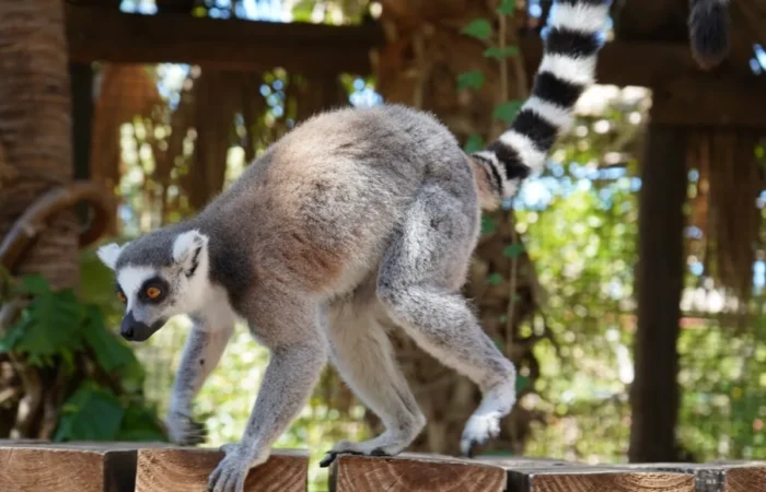 Linnud, loomad ja roomajad Jungle pargis Tenerifel