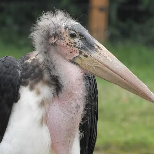 Linnud, loomad ja roomajad Jungle pargis Tenerifel