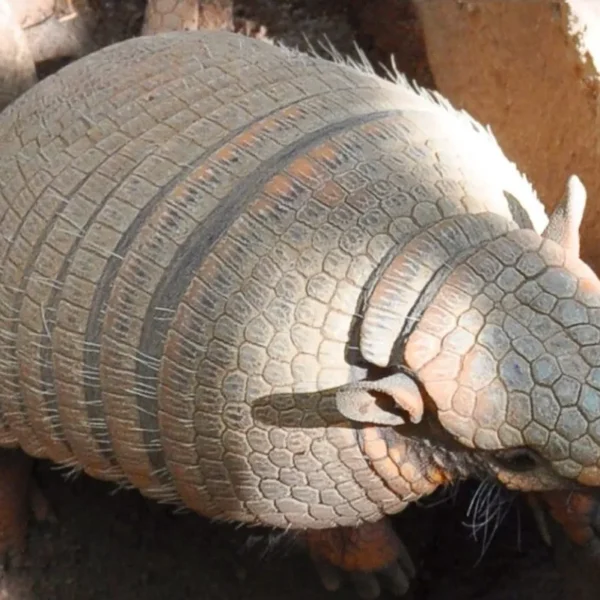 Linnud, loomad ja roomajad Jungle pargis Tenerifel
