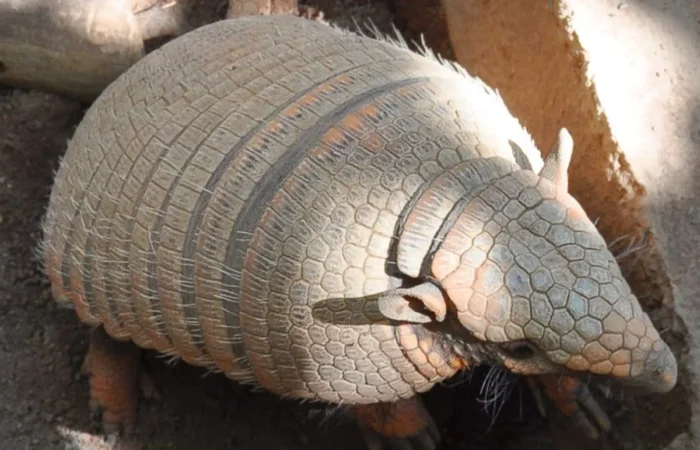 Linnud, loomad ja roomajad Jungle pargis Tenerifel