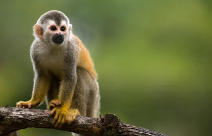 Linnud, loomad ja roomajad Jungle pargis Tenerifel