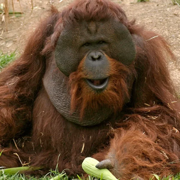 Linnud, loomad ja roomajad Jungle pargis Tenerifel