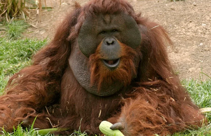 Linnud, loomad ja roomajad Jungle pargis Tenerifel