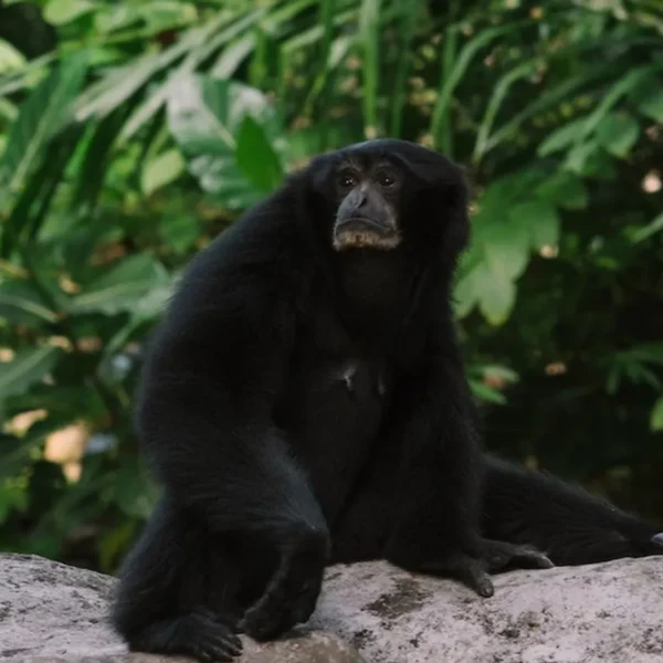 Linnud, loomad ja roomajad Jungle pargis Tenerifel