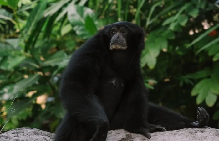 Linnud, loomad ja roomajad Jungle pargis Tenerifel