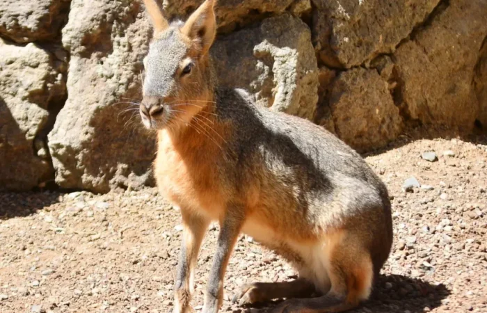 Linnud, loomad ja roomajad Jungle pargis Tenerifel