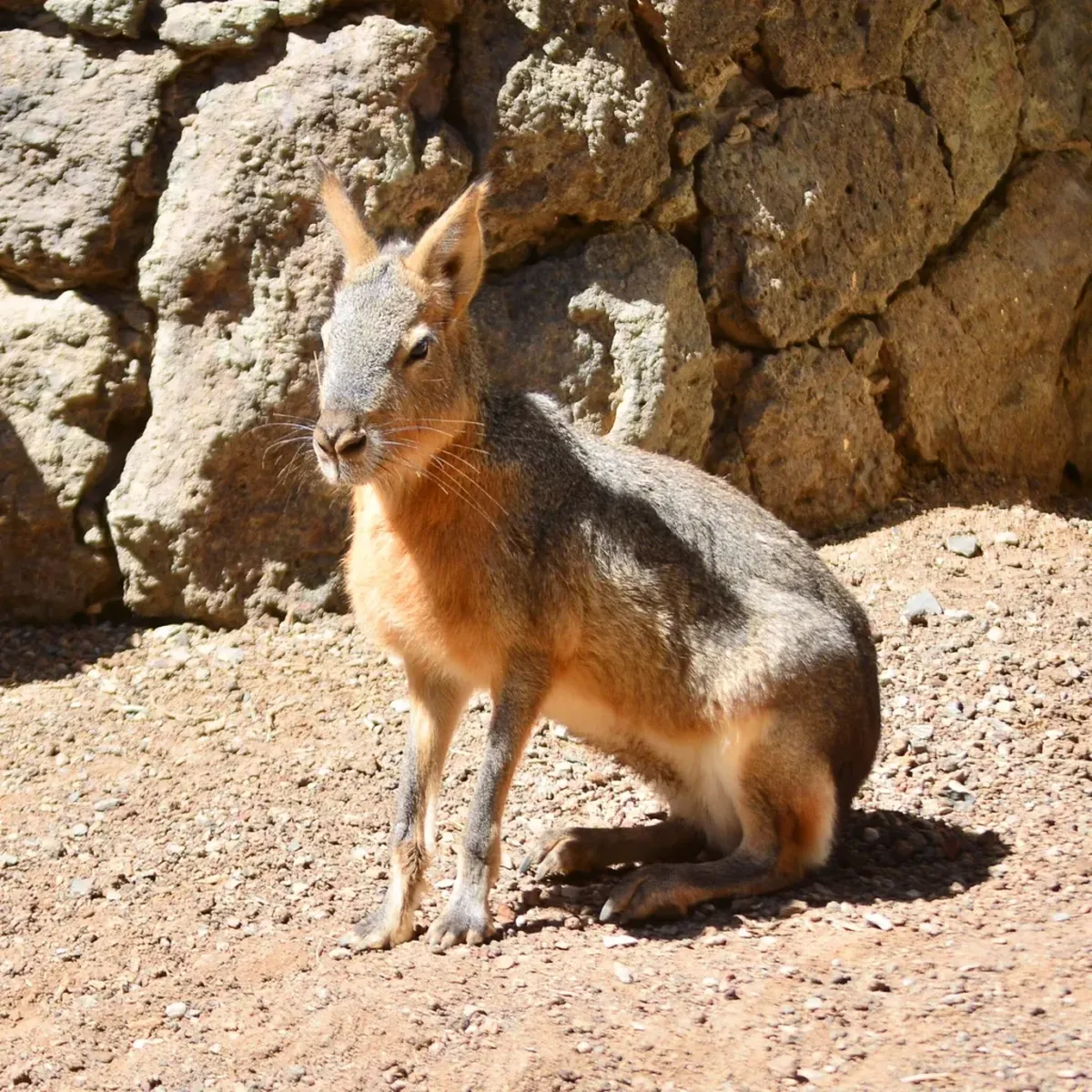 Linnud, loomad ja roomajad Jungle pargis Tenerifel