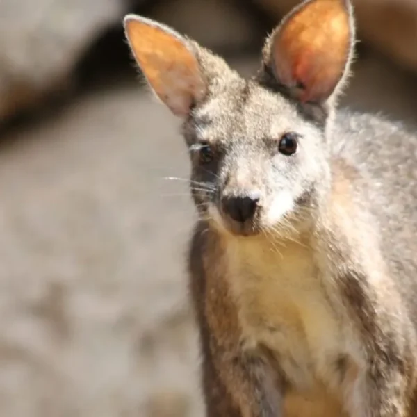 Linnud, loomad ja roomajad Jungle pargis Tenerifel