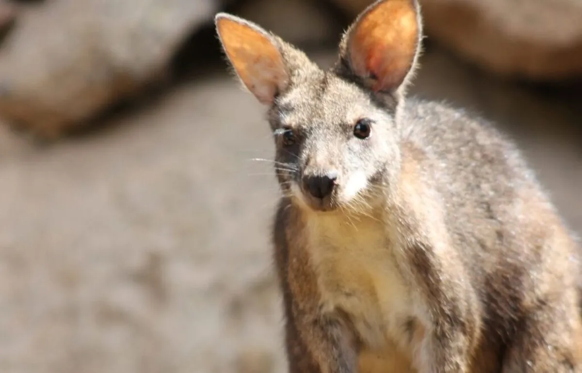 Linnud, loomad ja roomajad Jungle pargis Tenerifel