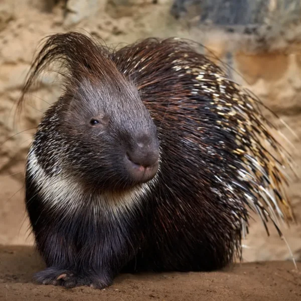 Linnud, loomad ja roomajad Jungle pargis Tenerifel