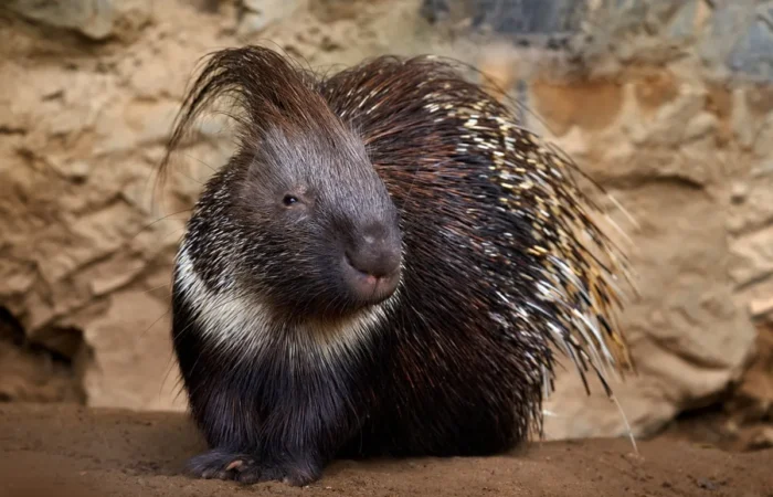 Linnud, loomad ja roomajad Jungle pargis Tenerifel