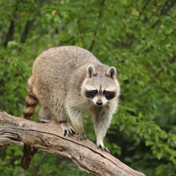 Linnud, loomad ja roomajad Jungle pargis Tenerifel