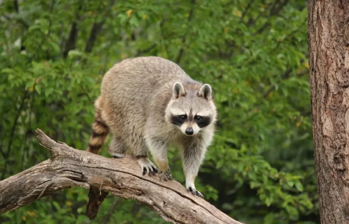Linnud, loomad ja roomajad Jungle pargis Tenerifel