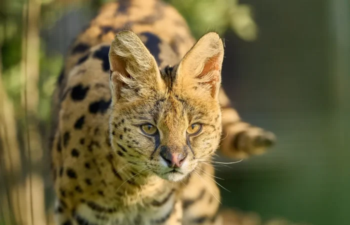 Linnud, loomad ja roomajad Jungle pargis Tenerifel