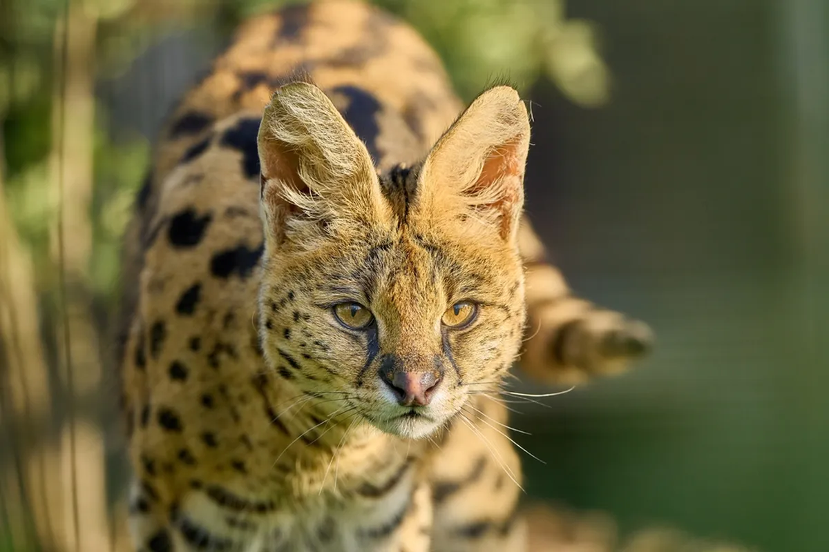 Linnud, loomad ja roomajad Jungle pargis Tenerifel