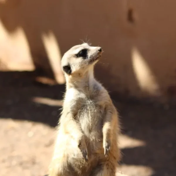 Linnud, loomad ja roomajad Jungle pargis Tenerifel