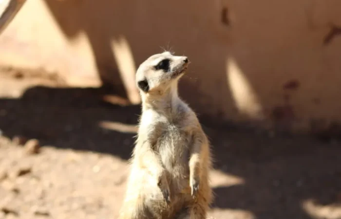 Linnud, loomad ja roomajad Jungle pargis Tenerifel