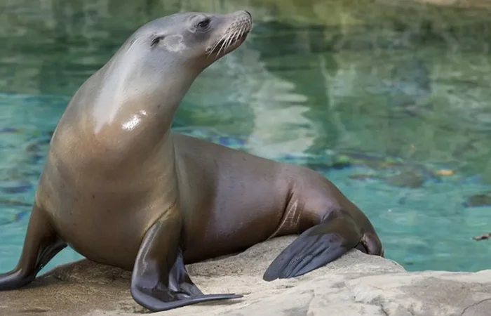 Linnud, loomad ja roomajad Jungle pargis Tenerifel