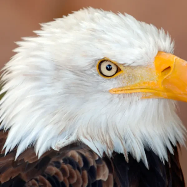 Linnud, loomad ja roomajad Jungle pargis Tenerifel