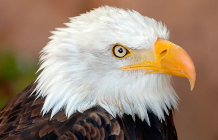 Linnud, loomad ja roomajad Jungle pargis Tenerifel