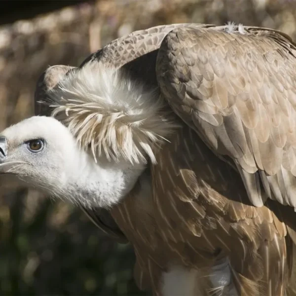 Linnud, loomad ja roomajad Jungle pargis Tenerifel
