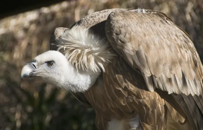 Linnud, loomad ja roomajad Jungle pargis Tenerifel