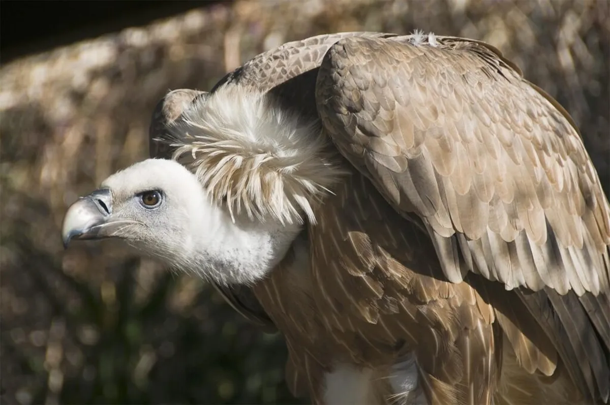 Linnud, loomad ja roomajad Jungle pargis Tenerifel