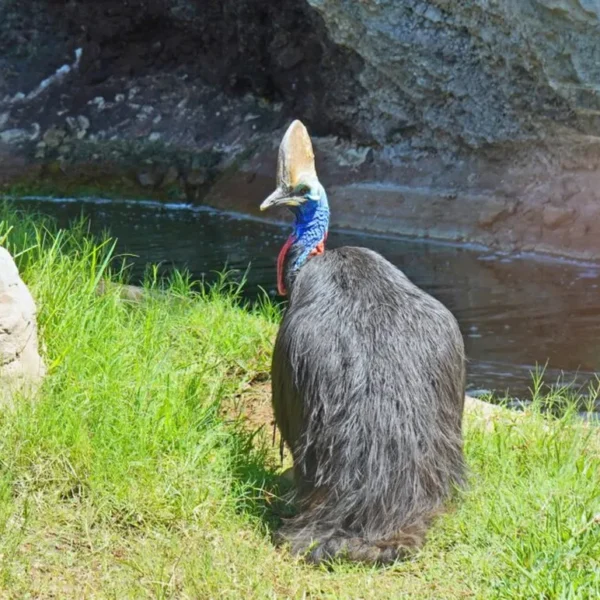 Linnud, loomad ja roomajad Jungle pargis Tenerifel
