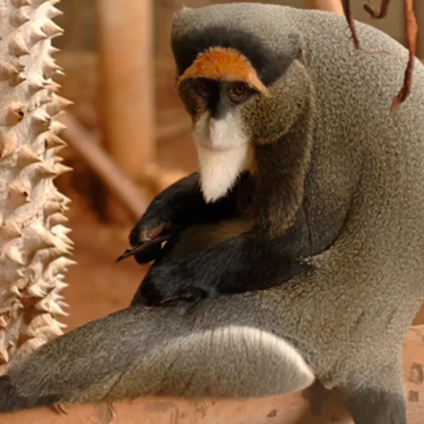 Linnud, loomad ja roomajad Jungle pargis Tenerifel