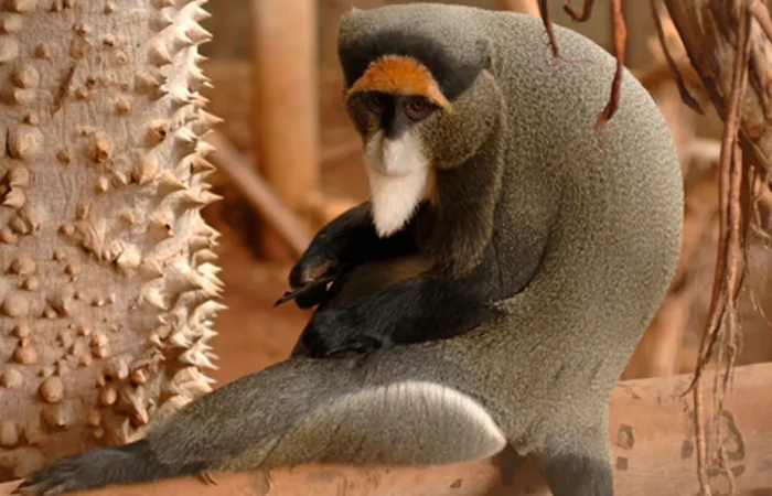 Linnud, loomad ja roomajad Jungle pargis Tenerifel