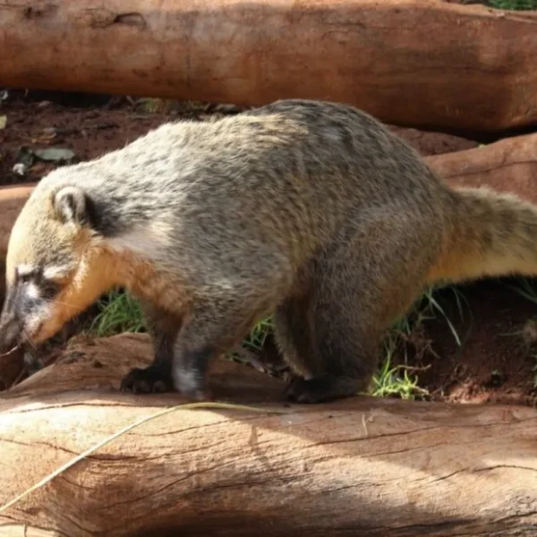 Linnud, loomad ja roomajad Jungle pargis Tenerifel