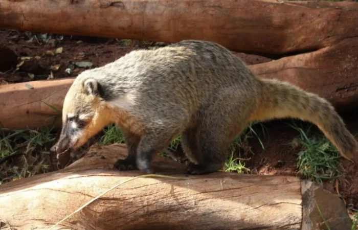 Linnud, loomad ja roomajad Jungle pargis Tenerifel