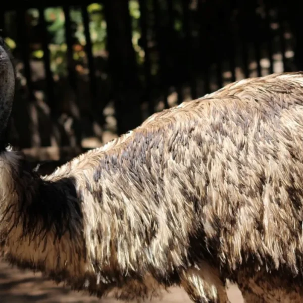 Linnud, loomad ja roomajad Jungle pargis Tenerifel