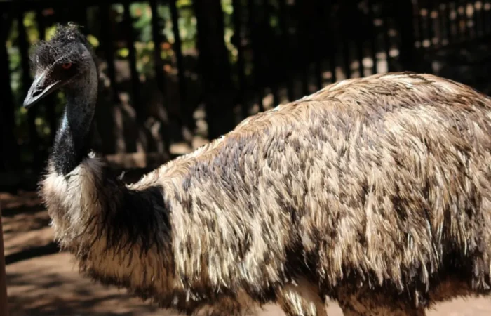 Linnud, loomad ja roomajad Jungle pargis Tenerifel
