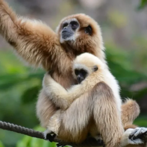 Linnud, loomad ja roomajad Jungle pargis Tenerifel