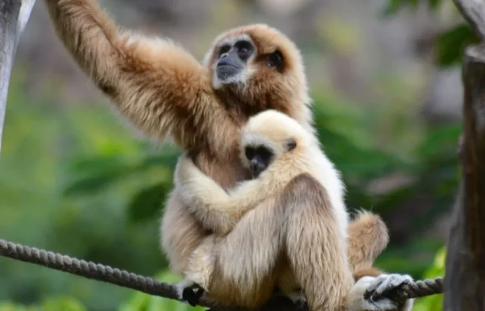 Linnud, loomad ja roomajad Jungle pargis Tenerifel