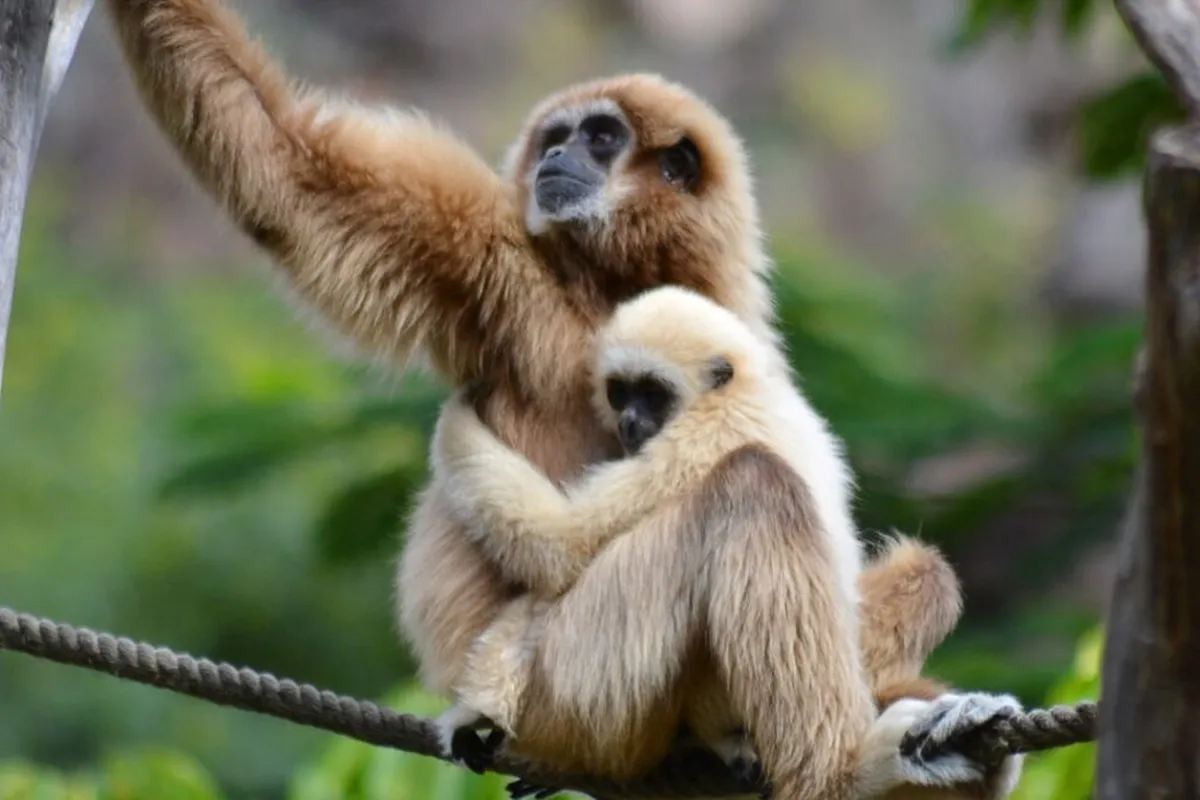 Linnud, loomad ja roomajad Jungle pargis Tenerifel