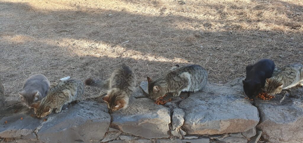 VILAFLOR – KÜLA JA KUUMAASTIK