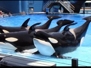 31. Mõõkvaalad e orcad, vaalashow