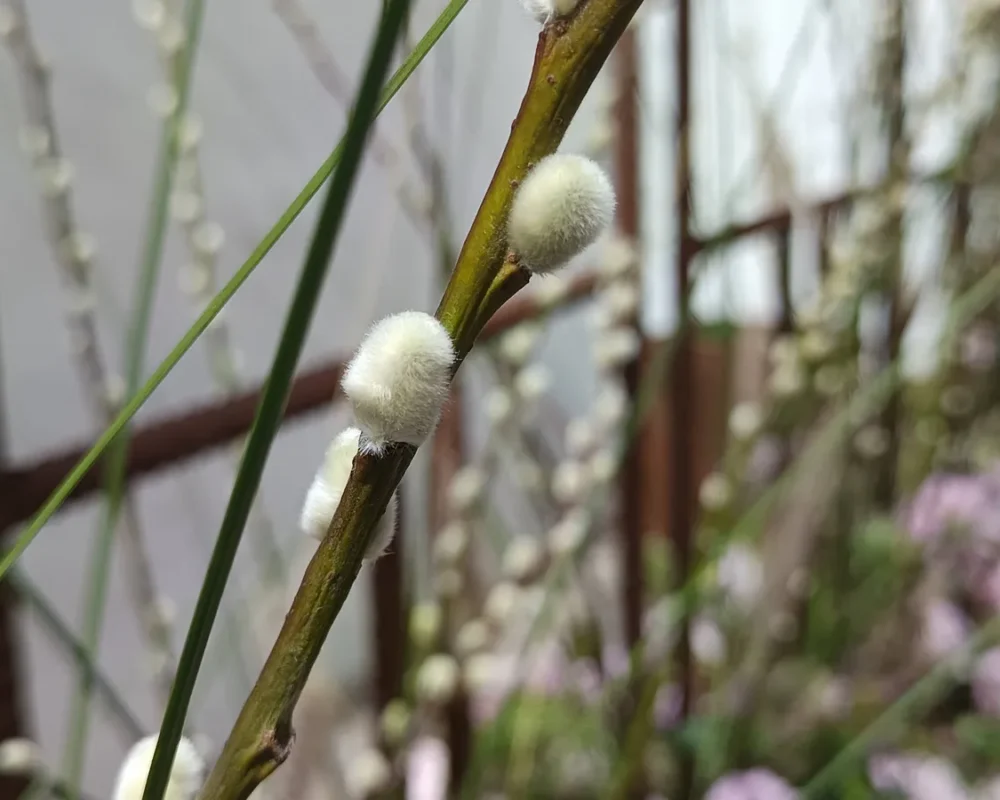 Iga-aastane lihavõttepühade ajal toimuv lilleinstallatsioonide festival Pascua Florida Guia de Isoras Tenerifel