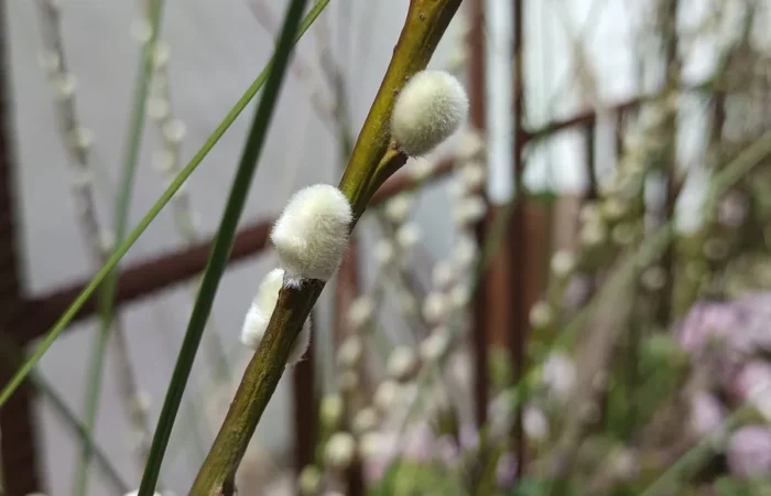 Iga-aastane lihavõttepühade ajal toimuv lilleinstallatsioonide festival Pascua Florida Guia de Isoras Tenerifel