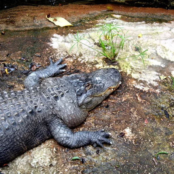 Linnud, loomad ja roomajad Jungle pargis Tenerifel