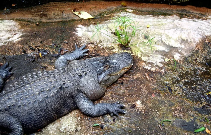 Linnud, loomad ja roomajad Jungle pargis Tenerifel