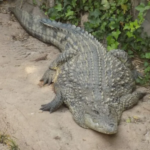 Linnud, loomad ja roomajad Jungle pargis Tenerifel