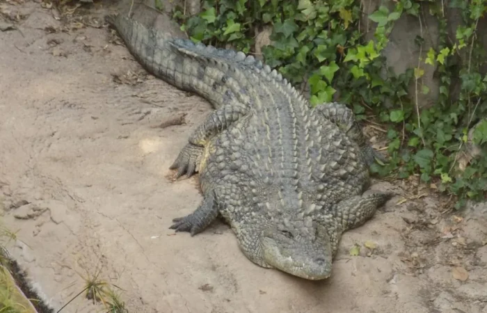 Linnud, loomad ja roomajad Jungle pargis Tenerifel