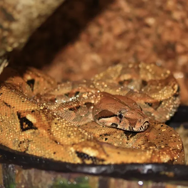 Linnud, loomad ja roomajad Jungle pargis Tenerifel